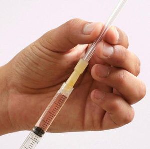 Sheep Artificial Insemination